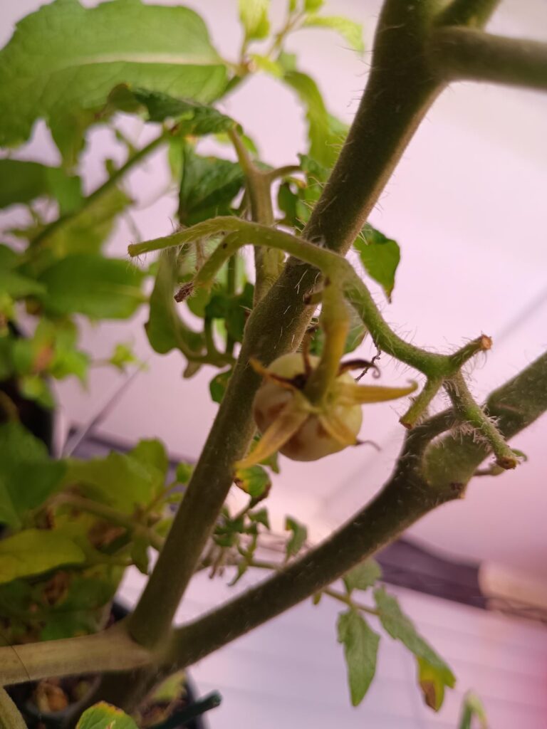 Brown or black spots on tomatoes and on leaves. Should I get rid of the plant?