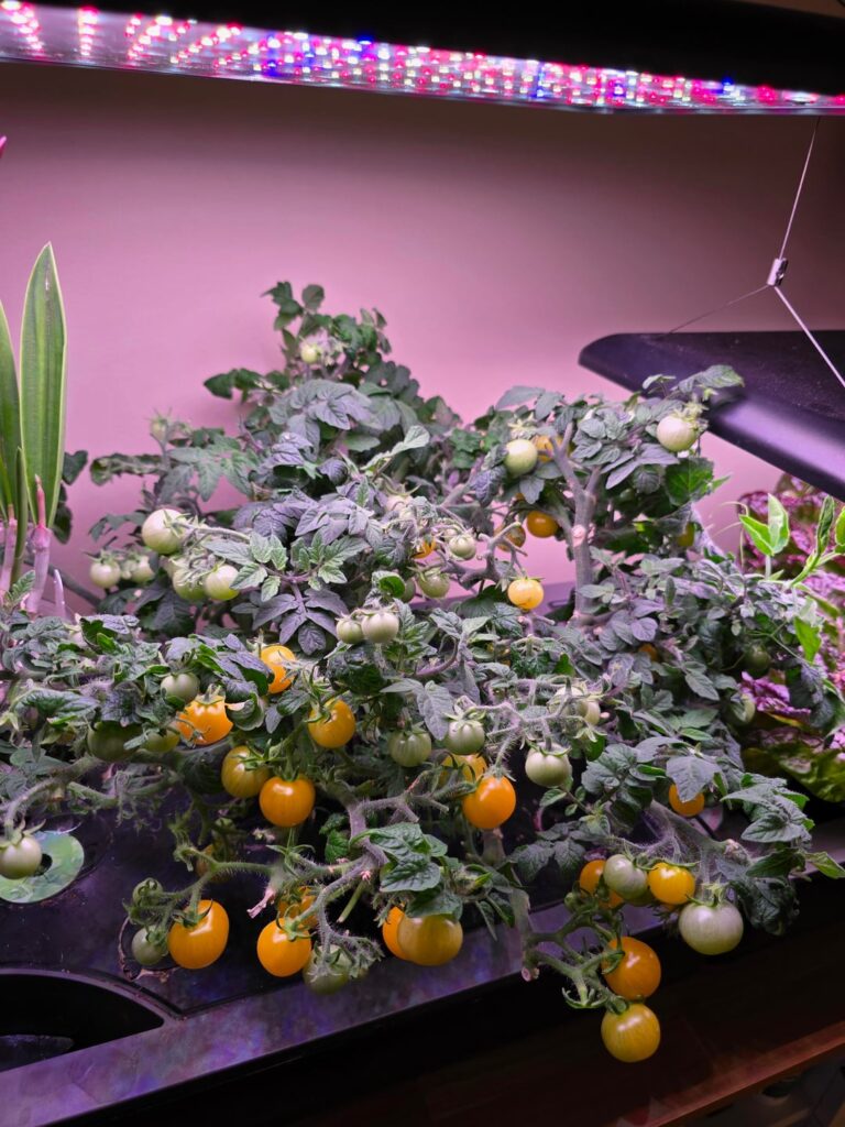 How long can a dwarf tomato live?
