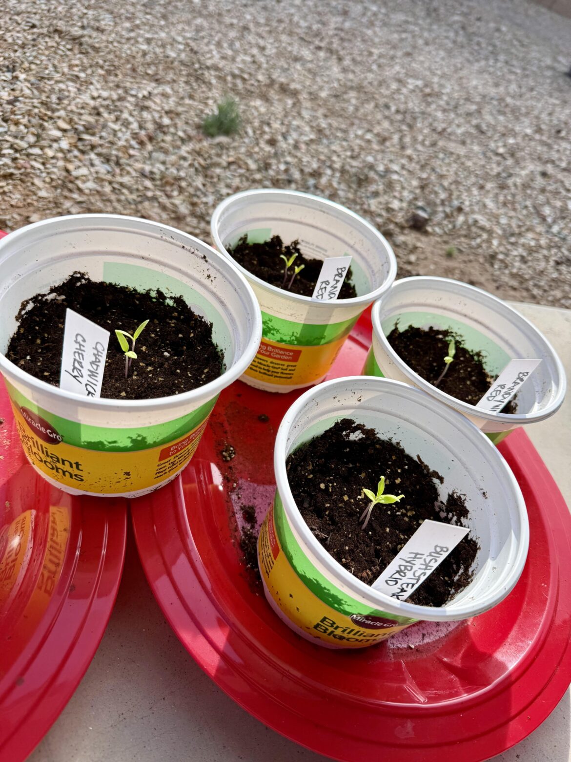 Chadwick cherry, Bushsteak hybrid, and Brandywine red.