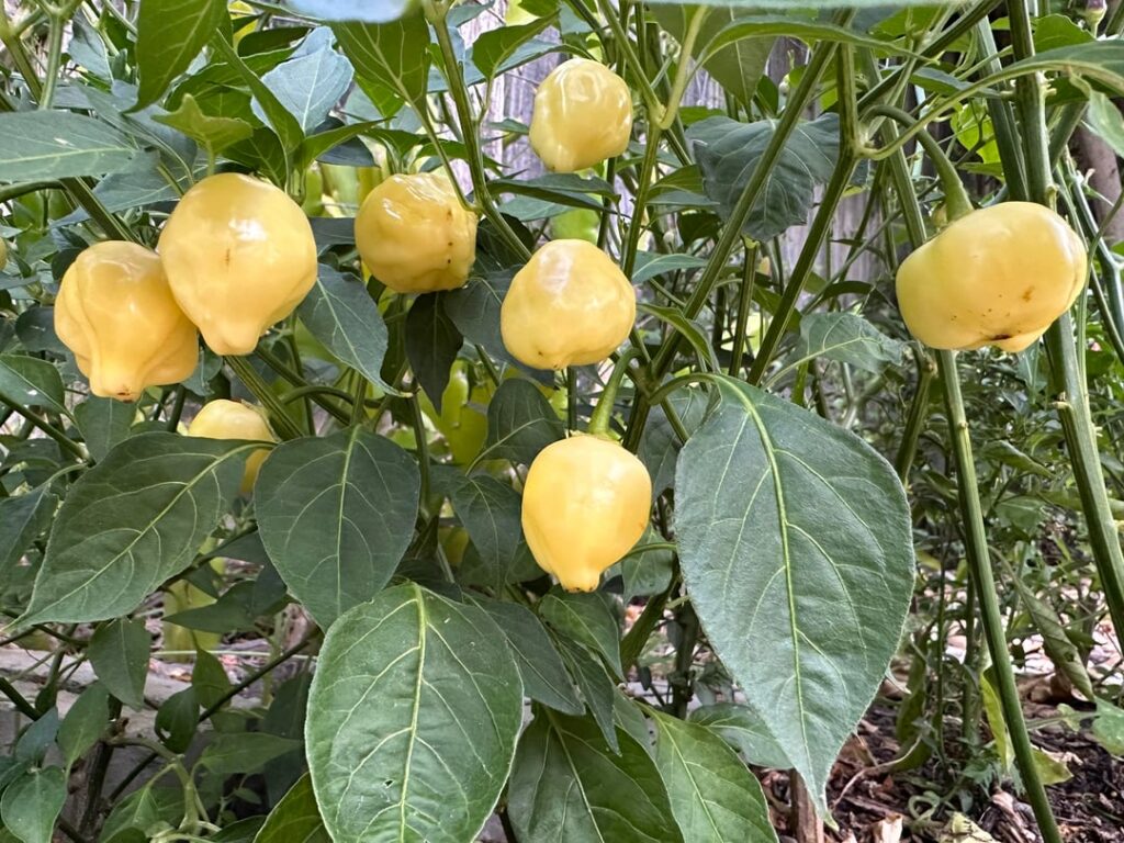 Are these yellow habaneros?
