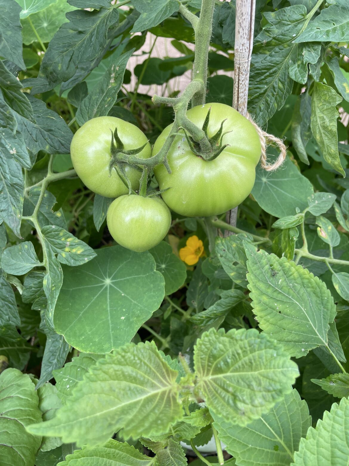 I think these tomatoes are looking quite happy.