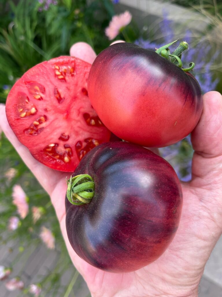 Blueberry Dessert Blueberry Dessert