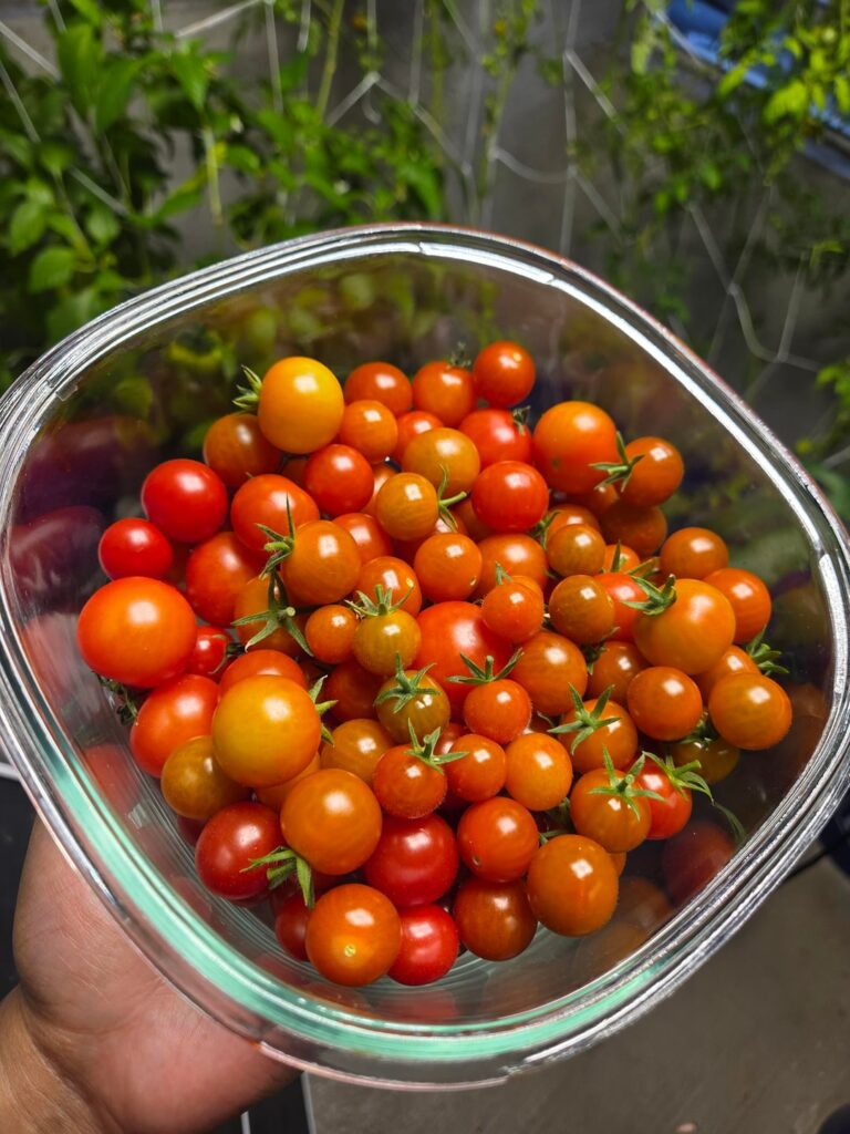 Winter Cherry Tom's!