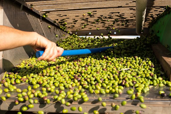 Harvesting of olives in Victoria to be pressed by Mount Zero Olives to produce its extra virgin olive oil. 