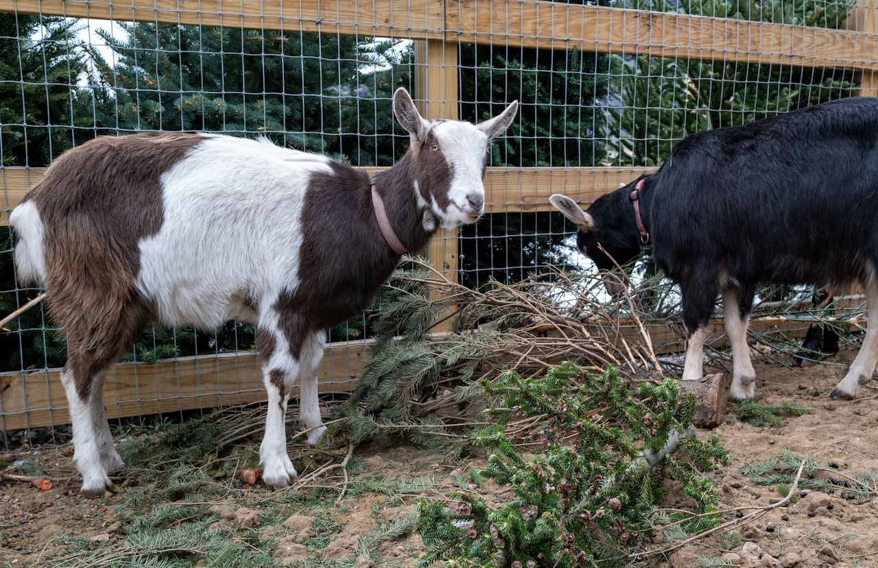 Goats munch on Christmas trees