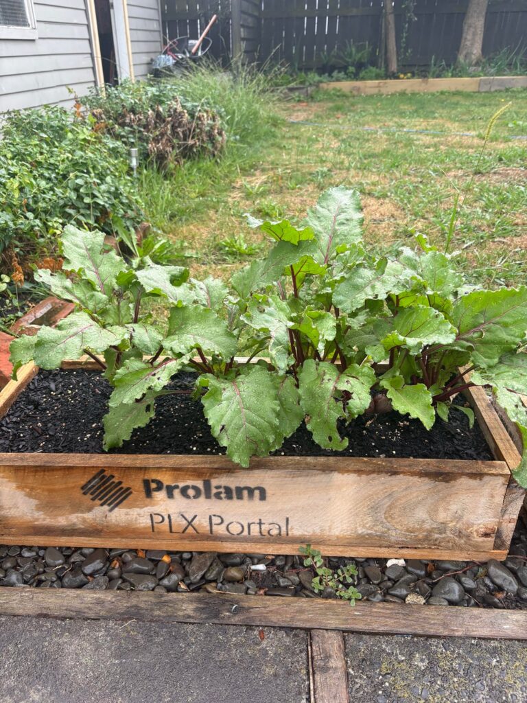 Hey everyone just asking if my beetroots are ready to pick yet or not.