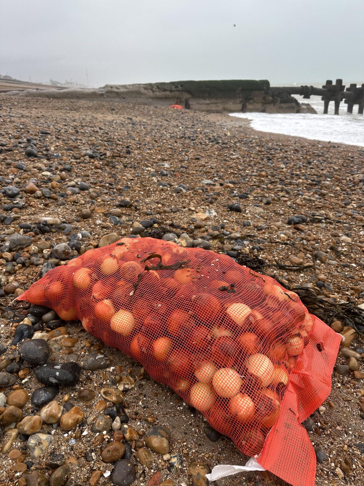 Anybody want some free onions…