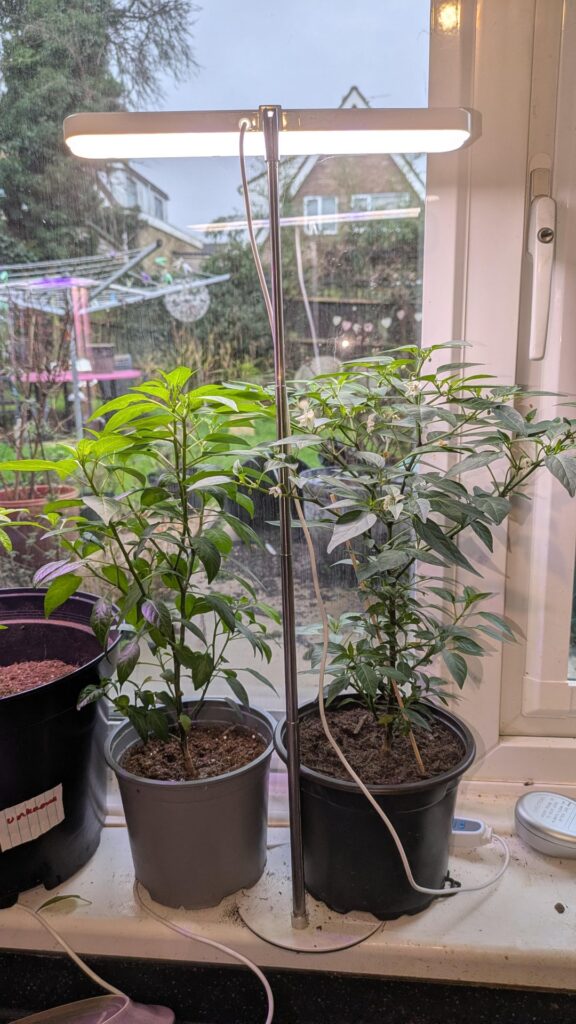 Current state of overwintering, I'd say it's going good.