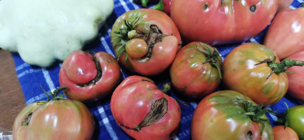 Oxheart tomato marks