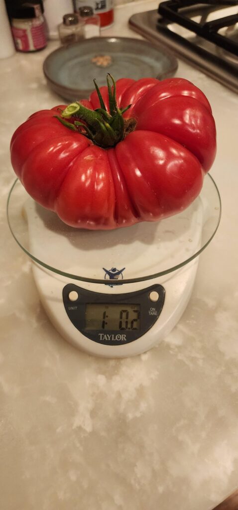 My Biggest Tomato so far!