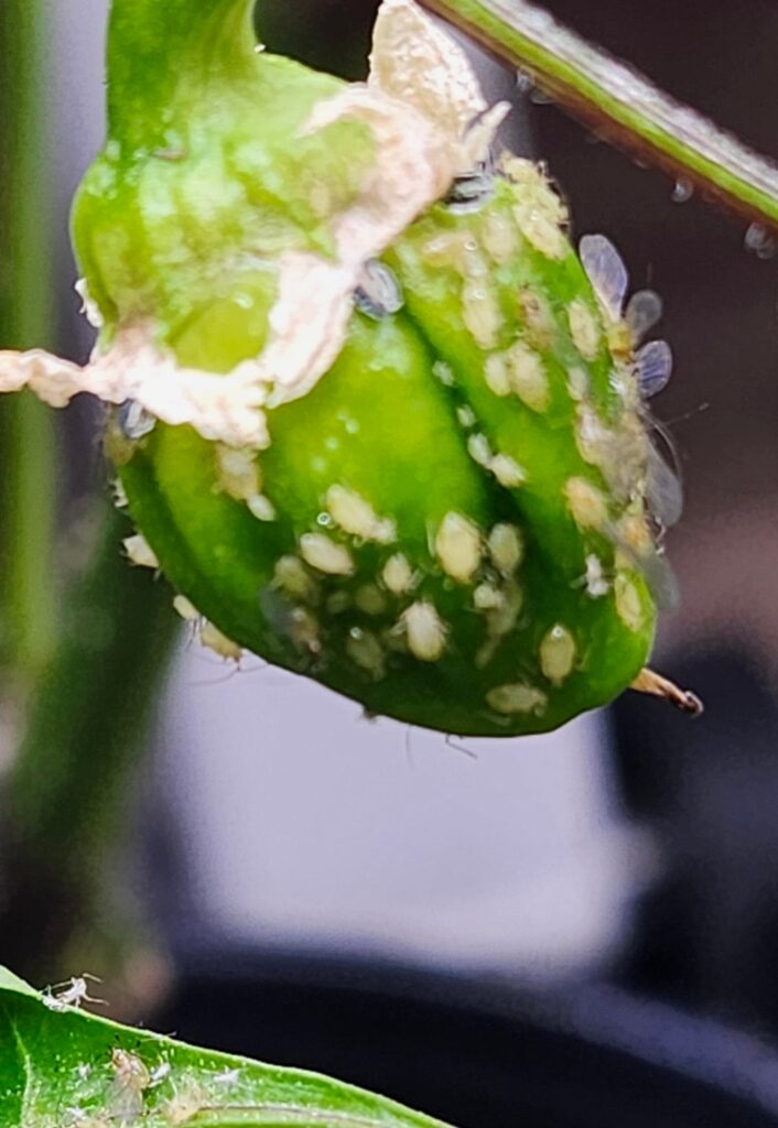 Overwintering Peppers in PA