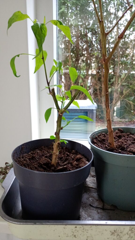 Why is only one side coming back alive?