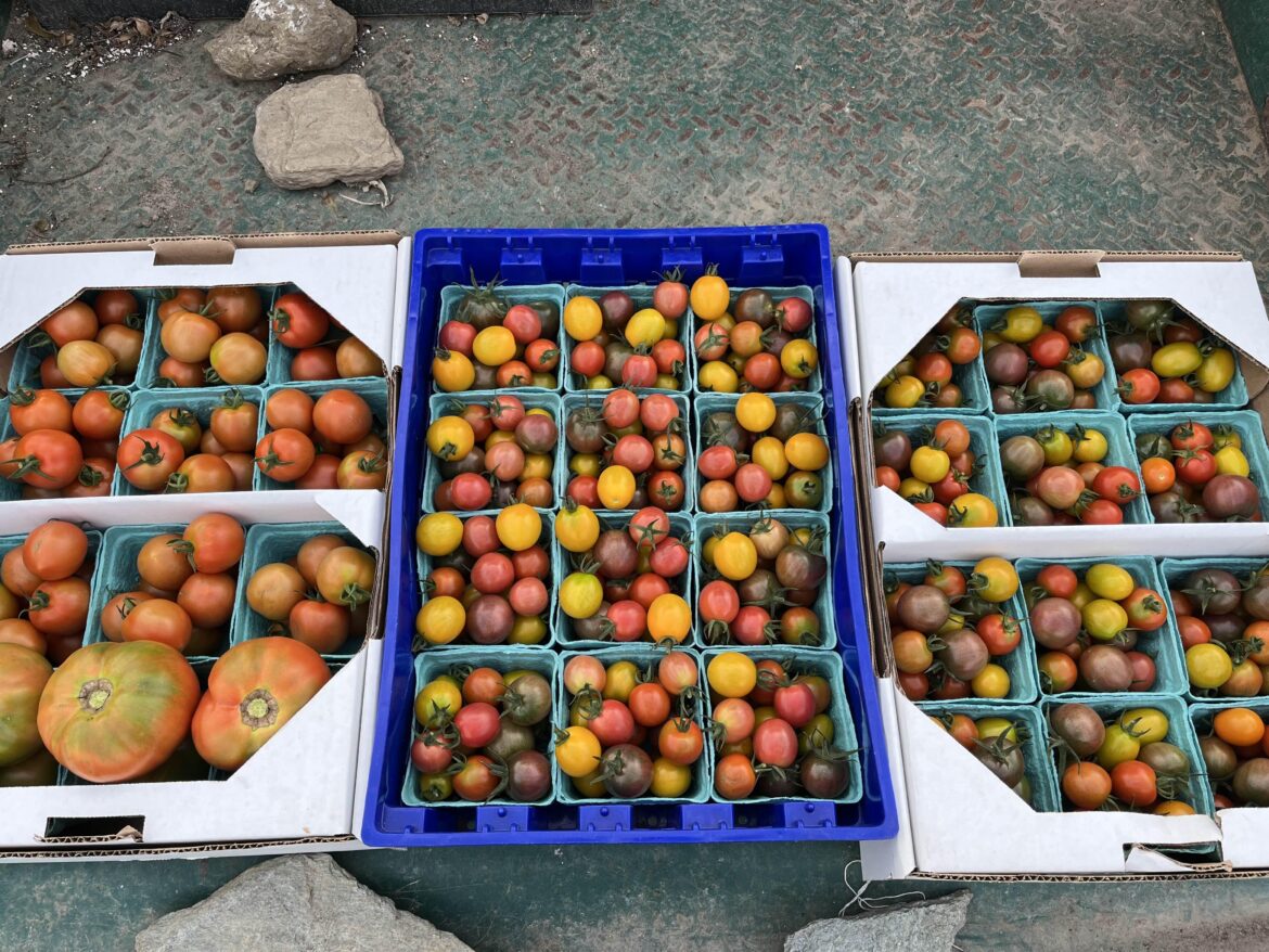 Just some dry-farmed maters