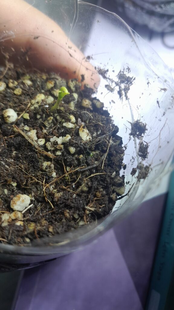 Amateur first time grower here. Do my ghost seedlings look normal to you? Both come with helmet heads i manually removed them.