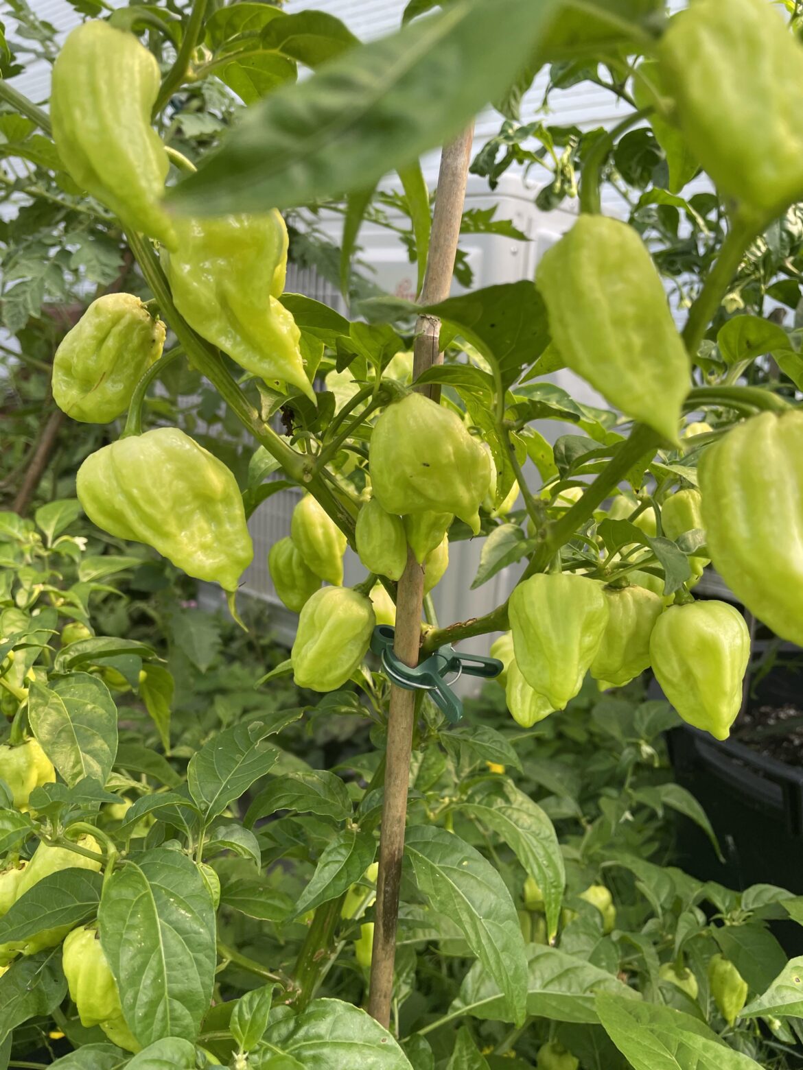 Peach Ghost Scorpion - how long until ready?