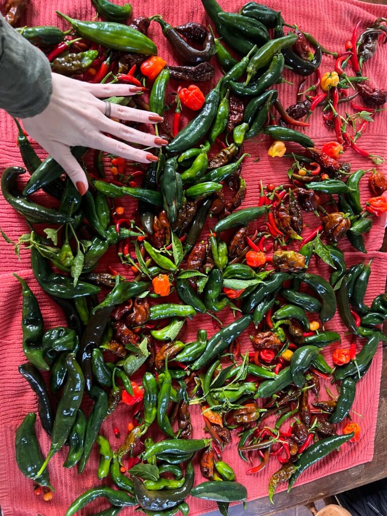 Harvested 13 types of peppers today-what would you do?