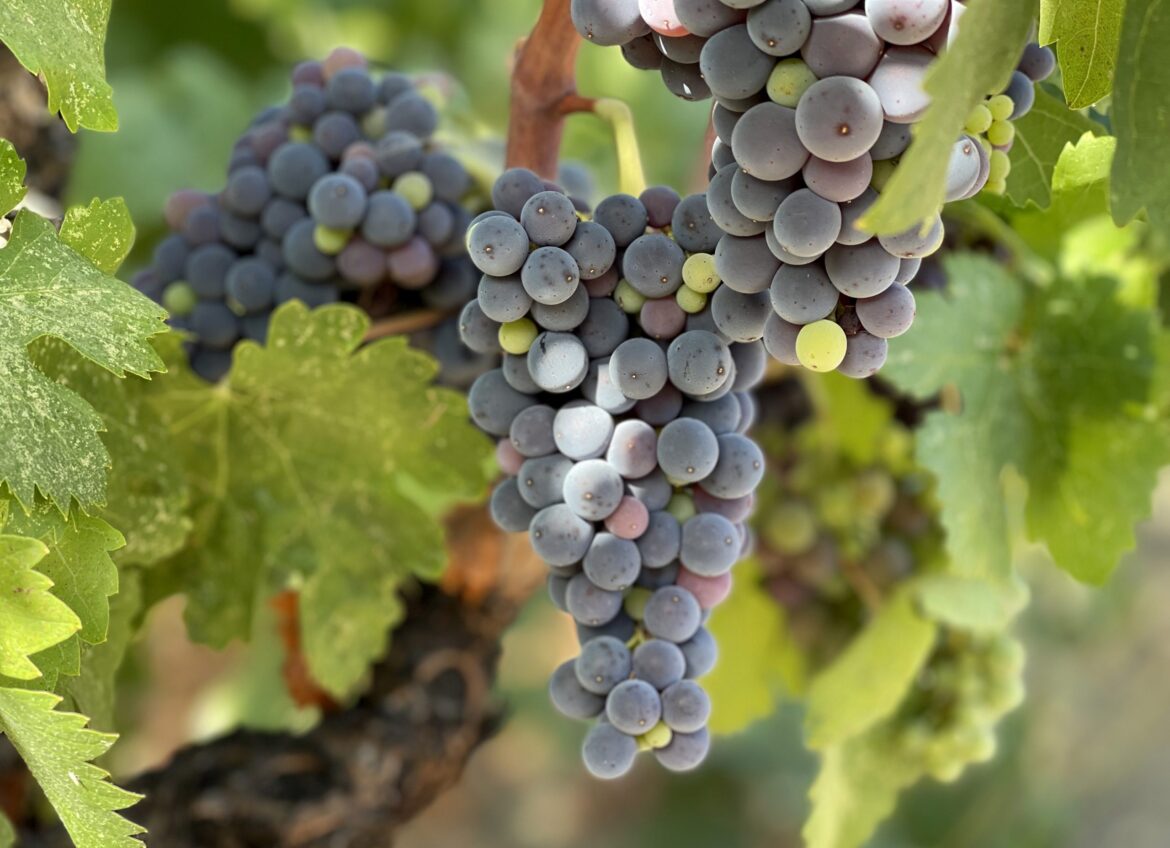Is your ‘American’ wine really American? New bill would require 100% US-grown grapes