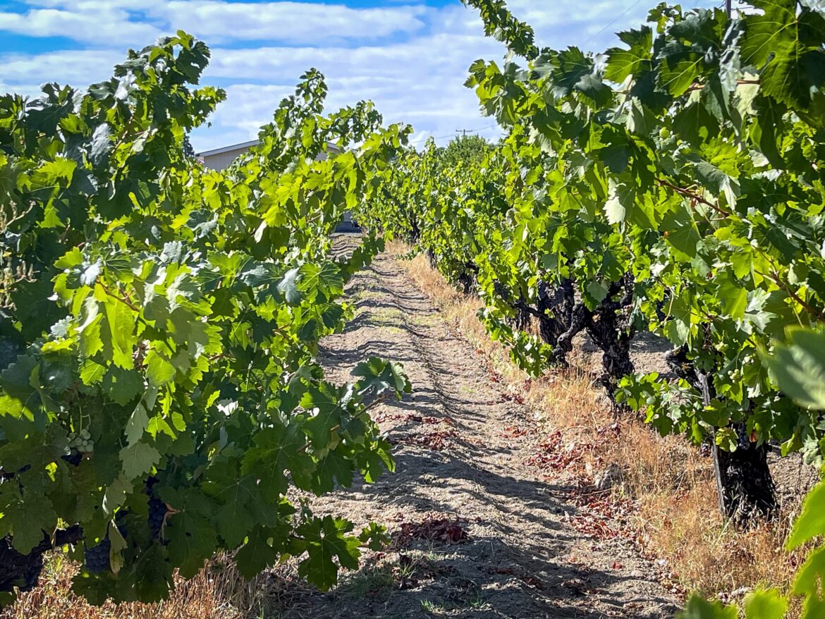 New legislation mandates 'American' labeled wines to use only US grapes
