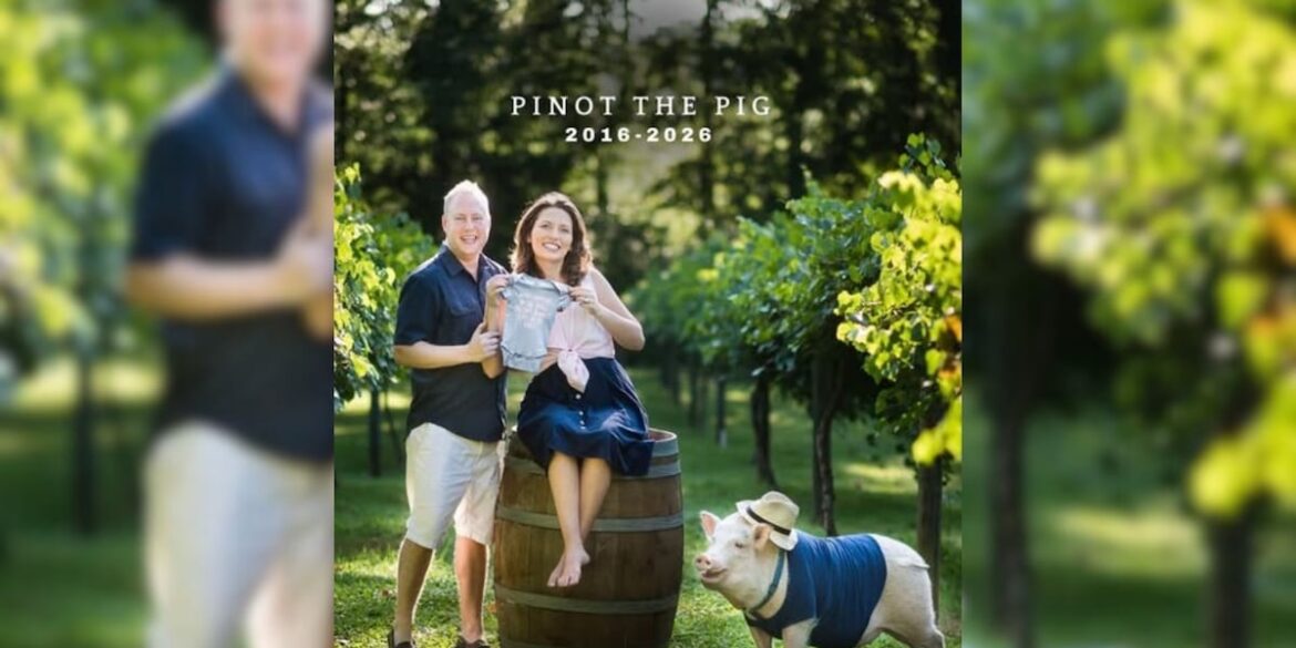 City Scape Winery announces passing of beloved winery mascot Pinot the Pig