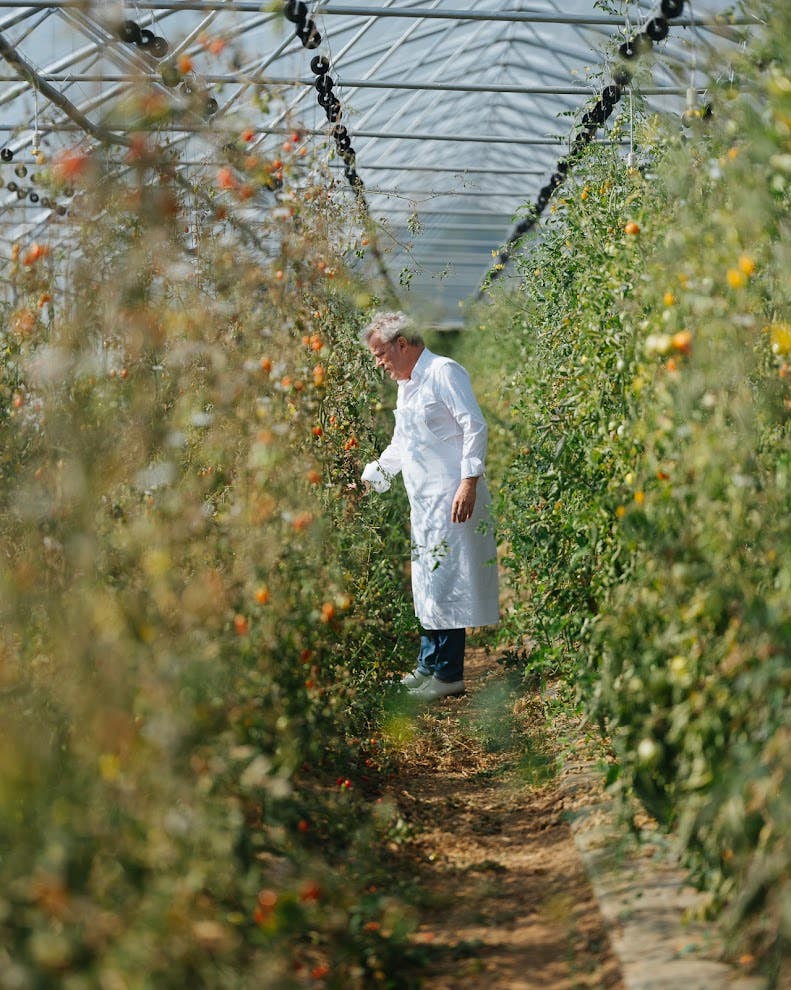 Chef Alain Passard picks tomatoes in the greenhouse of the garden that supplies his restaurant L'Arpege