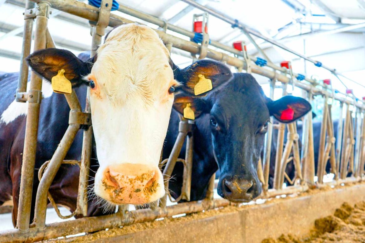 Farmers Are Struggling to Keep Cows Cool — and Cheese on Shelves