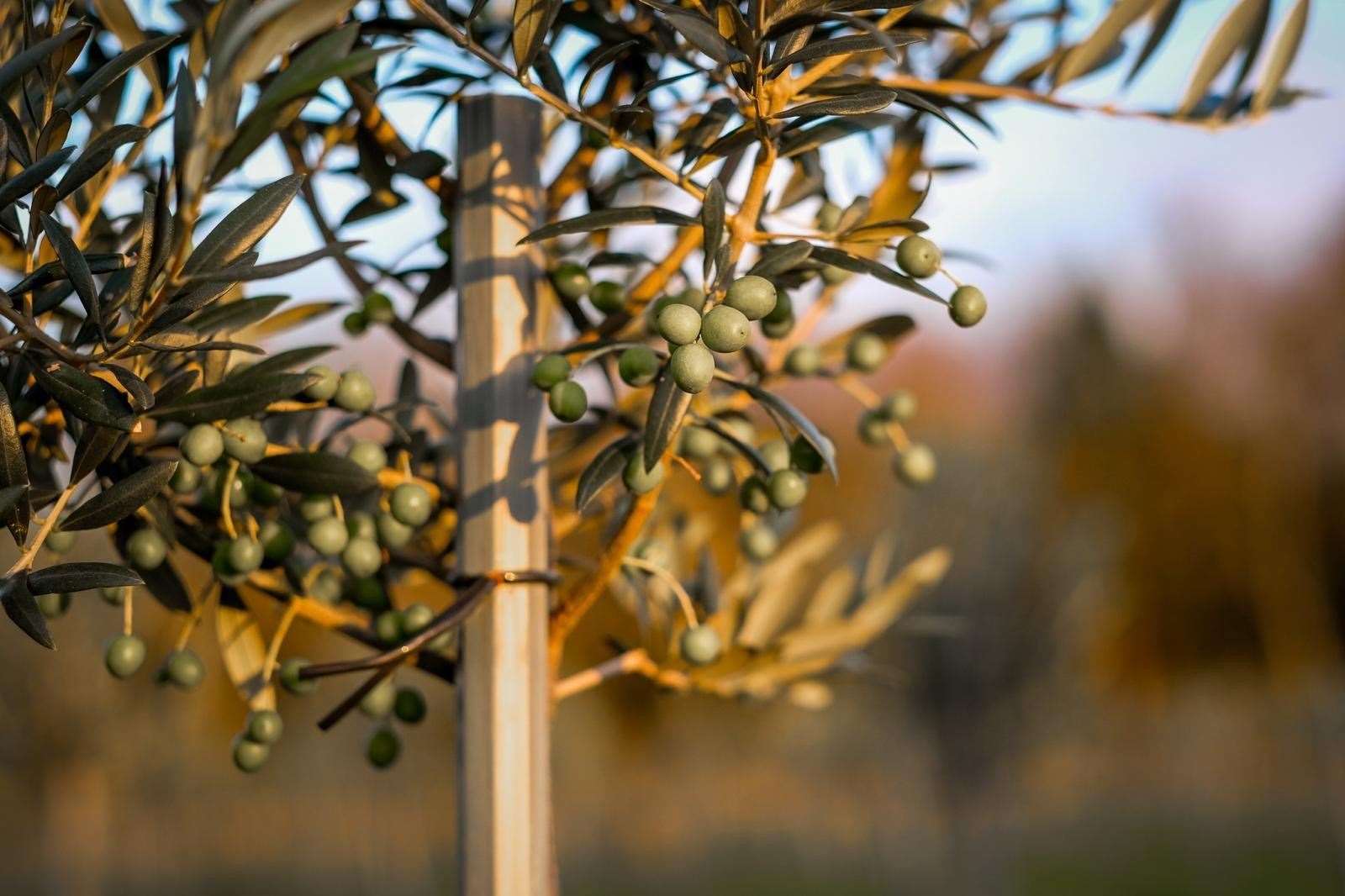 The English Olive Co has completed its Lutton Harvest. Photo supplied