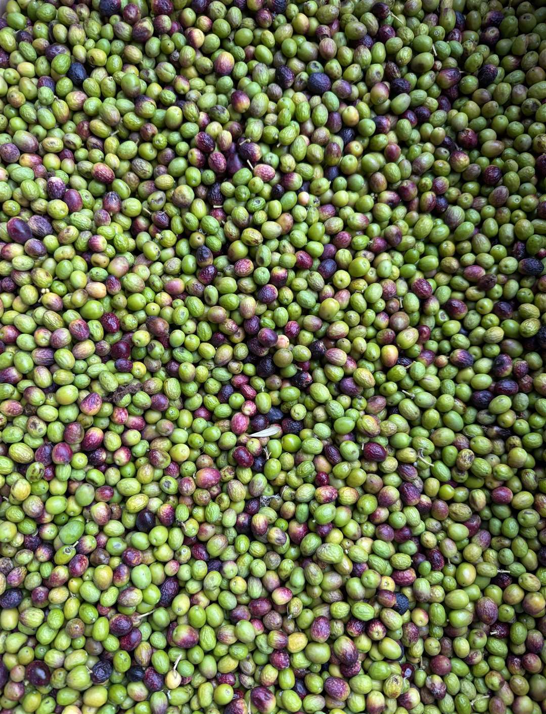 The 2025 olive harvest has been completed. Photo supplied