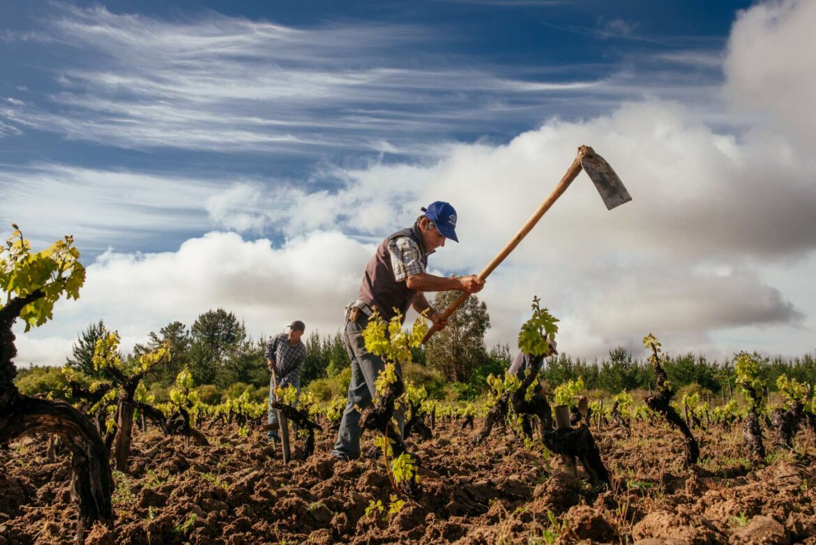 Hallgarten adds Chilean producer Garage Wine to portfolio