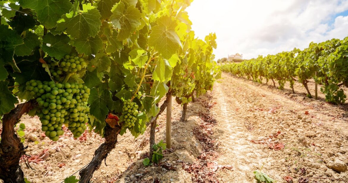 Why foreign money is flowing into Cape wine farms Why foreign money is flowing into Cape wine farms