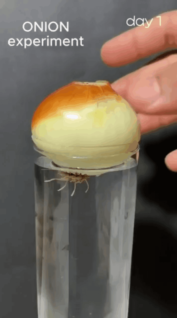 Half minute timelapse showing onion greens growing at home in 25 days.