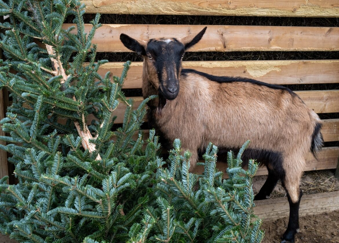 How Christmas trees become gourmet meals for Michigan’s hardest working goats Mostly Sunny