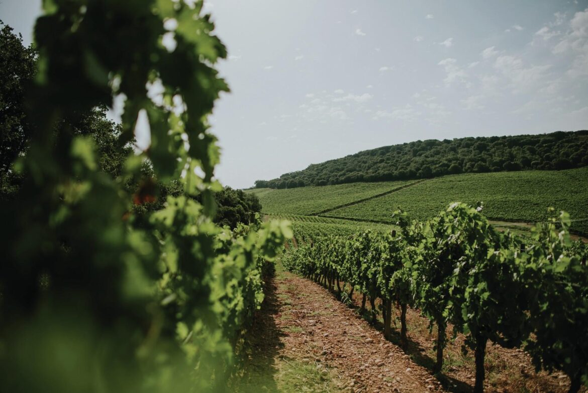 why this Spanish producer is a favourite with the Spanish royal household why this Spanish producer is a favourite with the Spanish royal household