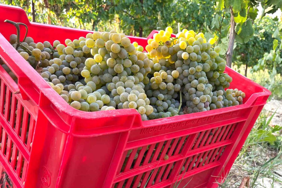 Why Roero Is Piedmont’s Most Underrated Wine Region