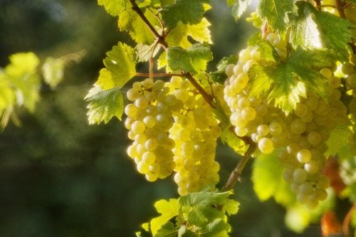 SDIM1585-Collalto-Grappoli-di-prosecco-3-Agosto-2021-1-768x512