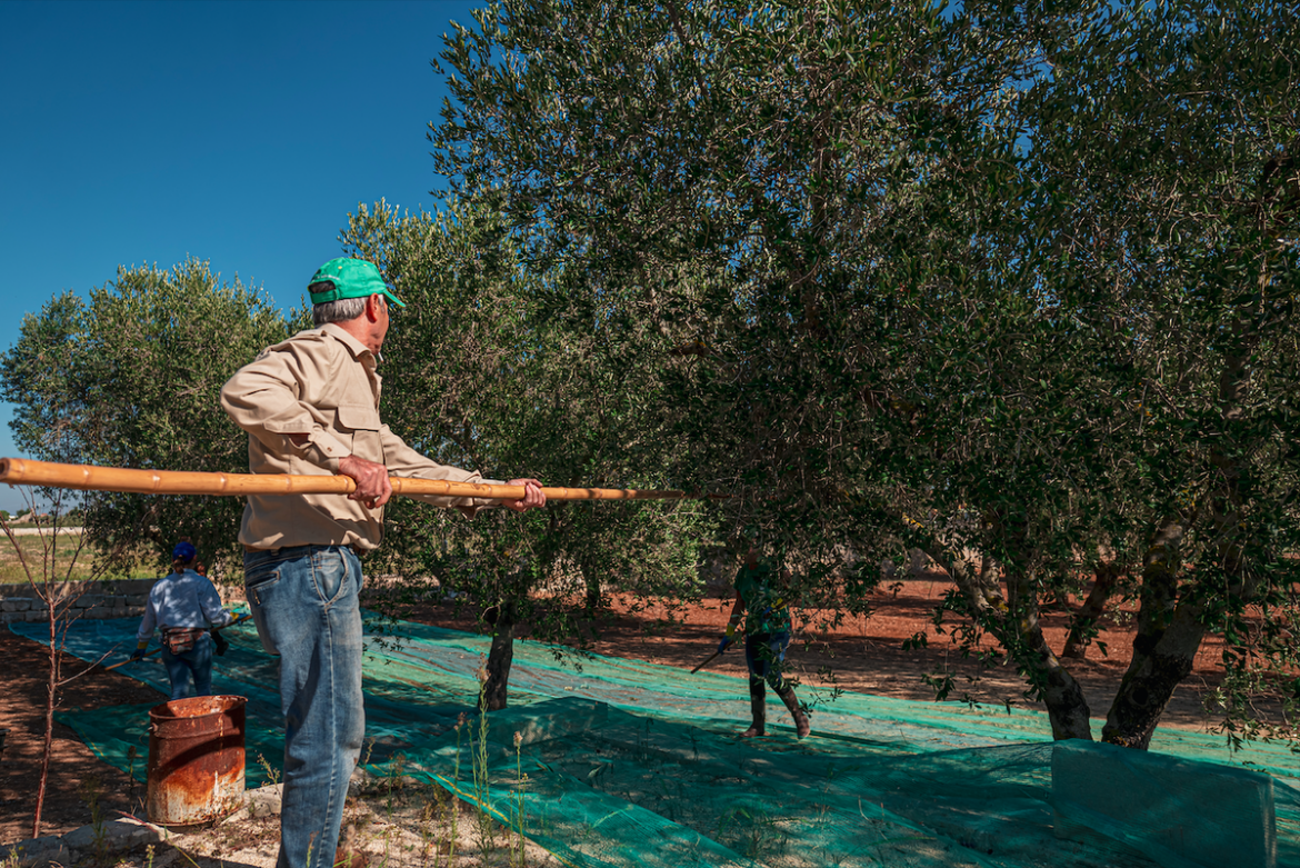 Weather disruption weighs on Spain’s olive oil supply « Euro Weekly News