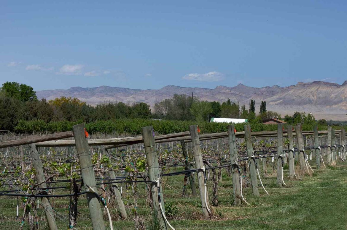 Colorado Is Home to a Hidden Gem Wine Region