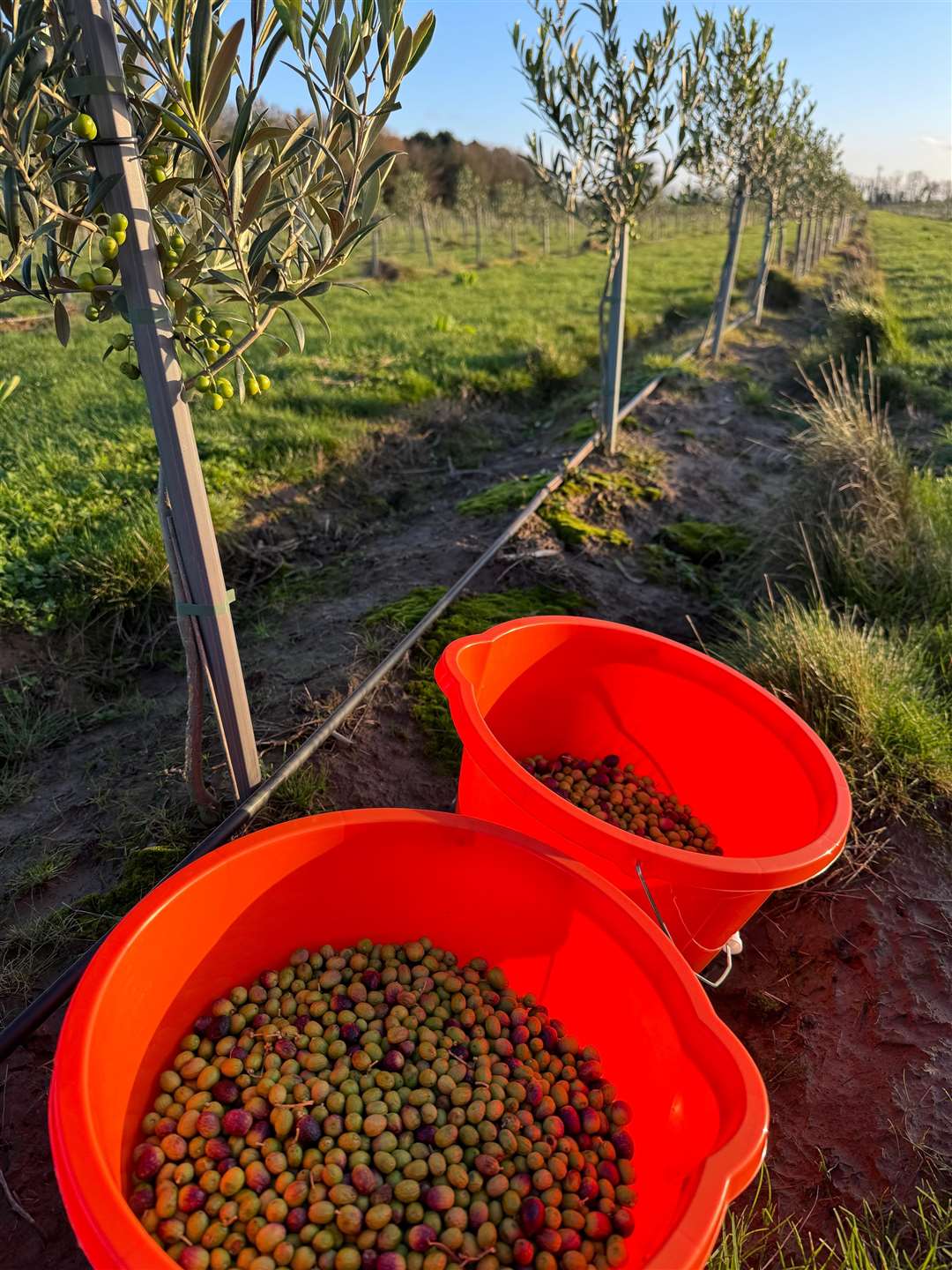 The olives were picked into buckets and pressed. Photo supplied