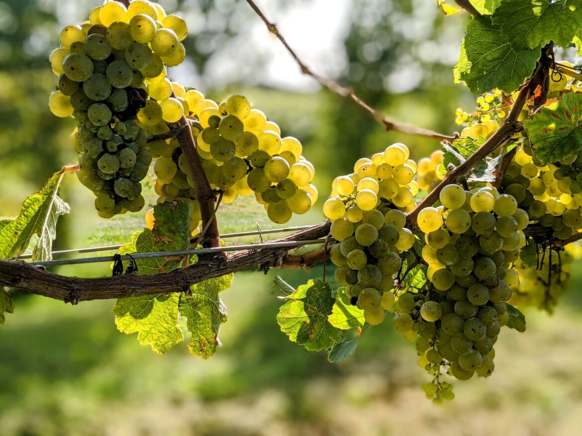 Where does Ohio rank in wine production? Mostly Sunny