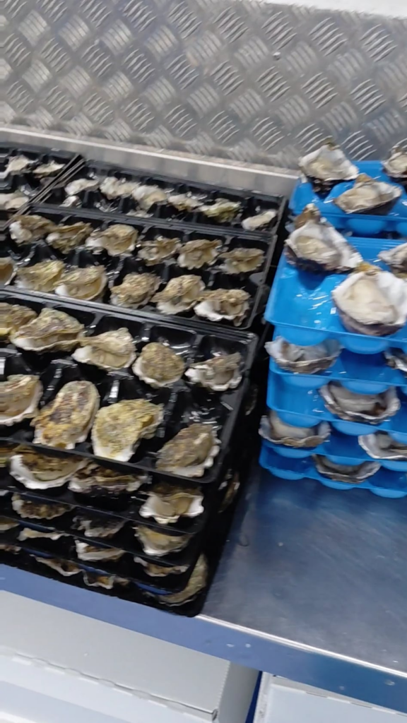 Oysters opened with a jackhammer