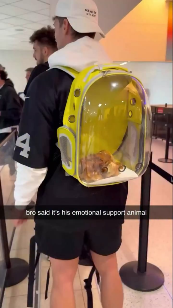 Emotional support chicken dinner