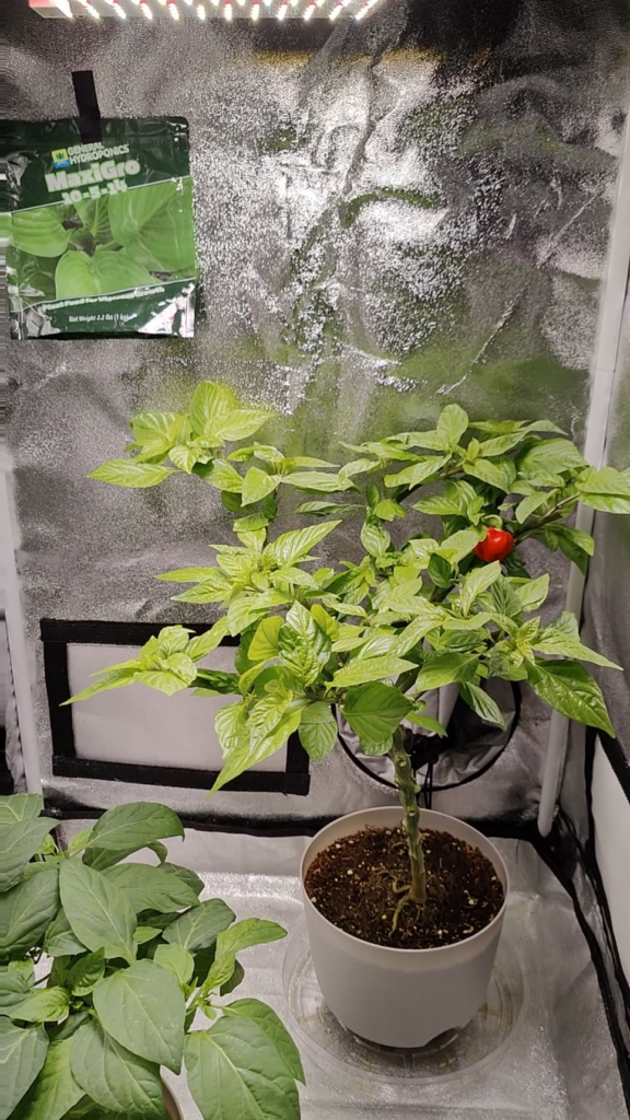 Update on my grow tent peppers