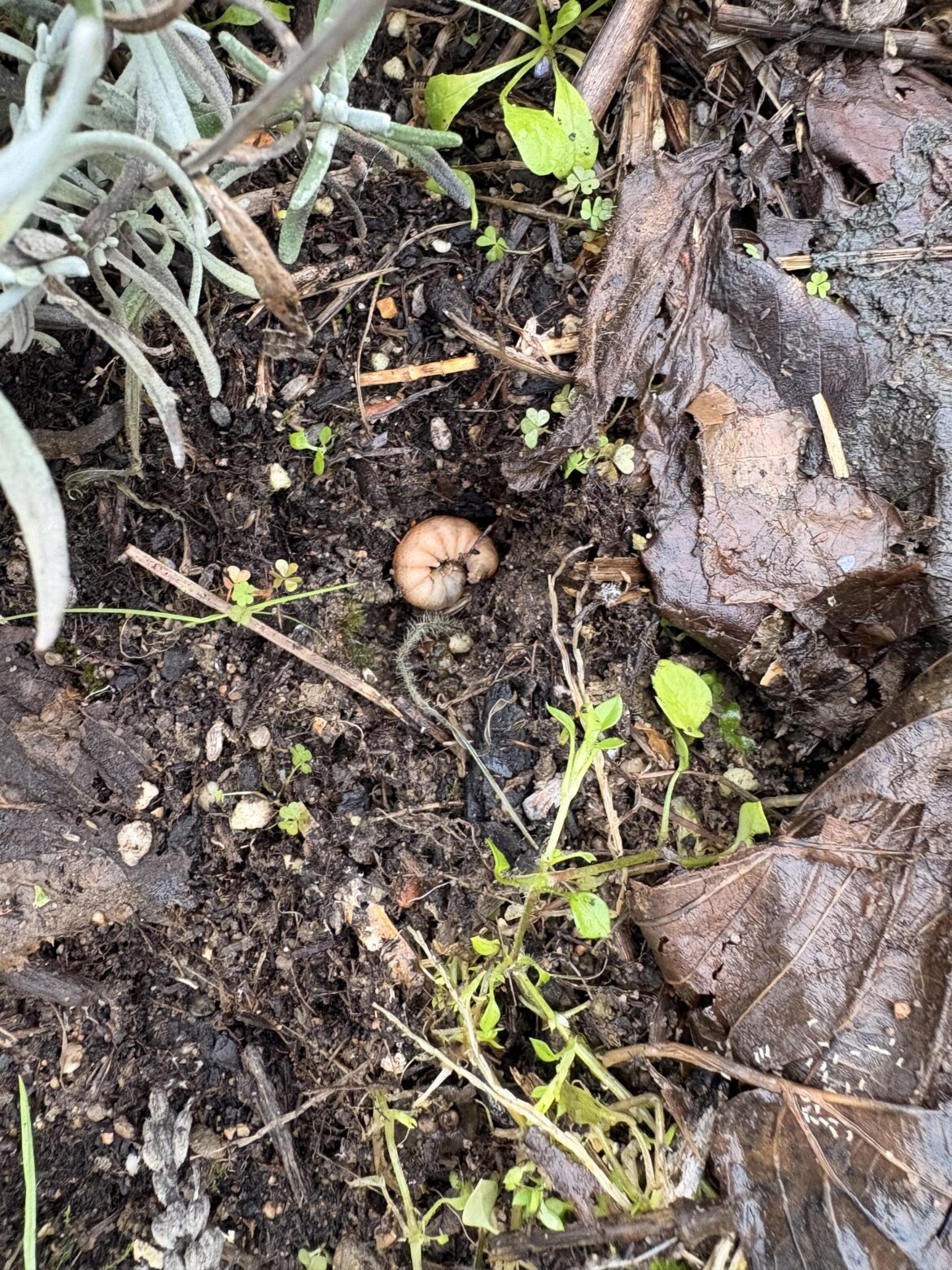 Is this a friend or a foe?