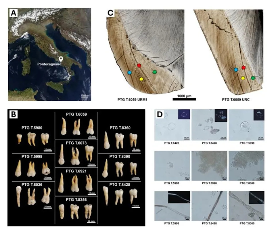 A) Location of Pontecagnano from Nasa; B) Dental sample; C) Images of two sampled teeth with matched stress; D) Microscopic images of the remains extracted from dental calculus (Germano et al., 2026, PLOS One)