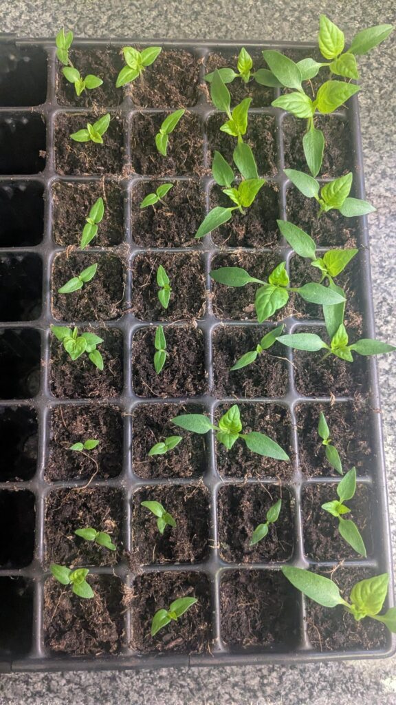 Growing quick only sow these 2 weeks ago, bell pepper right, Caroline reapers left, they are saved seed from last year