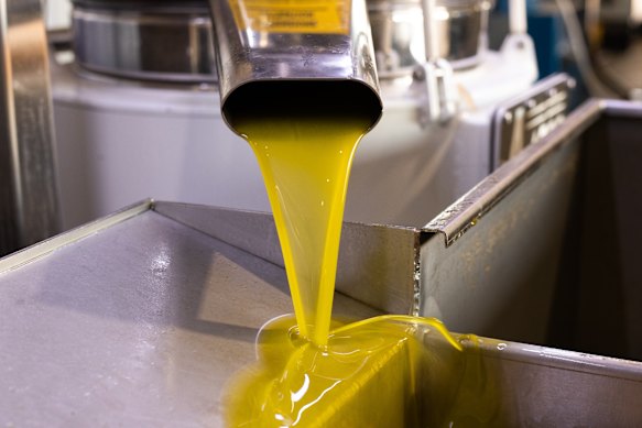Extra virgin olive oil being pressed by Mount Zero Olives during the 2025 harvest. 