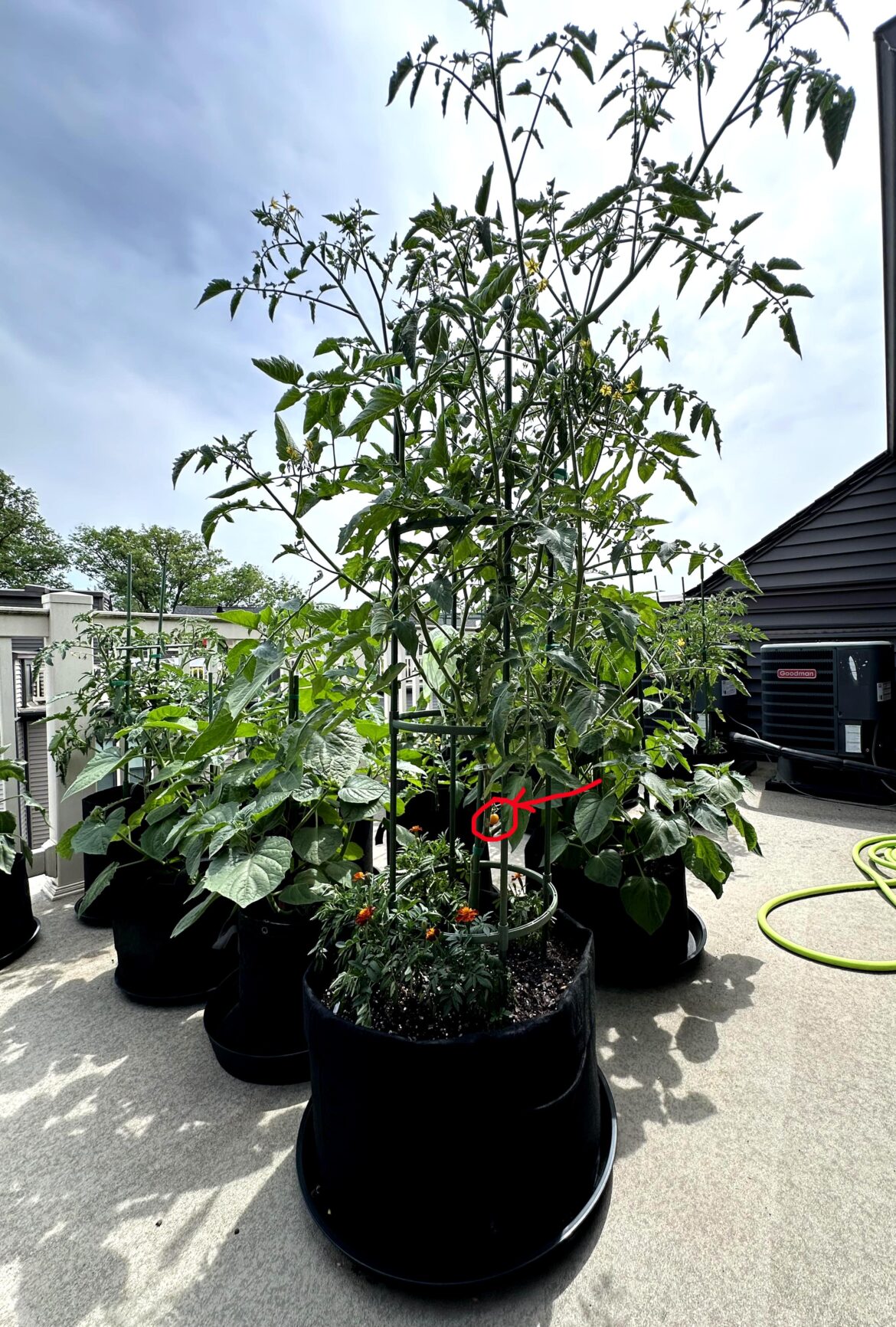 UPDATE: Finally got to taste Sungold, a bit disappointed - I was a fool.