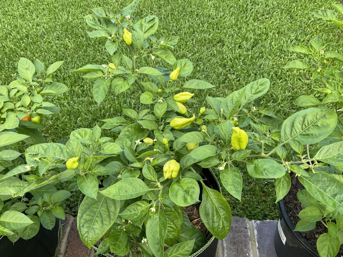 Similar to Hab’s but different