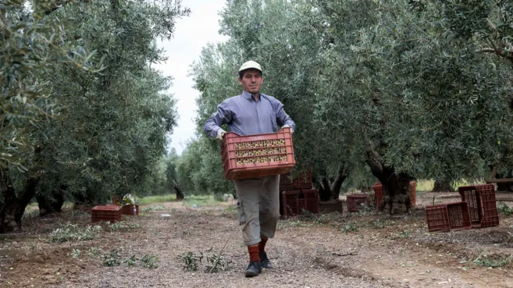 Opening access to a market of 300 million consumers for Greek products through the EU–Mercosur agreement: Benefits for olive oil, cheeses, kiwifruit, peaches and bakery products