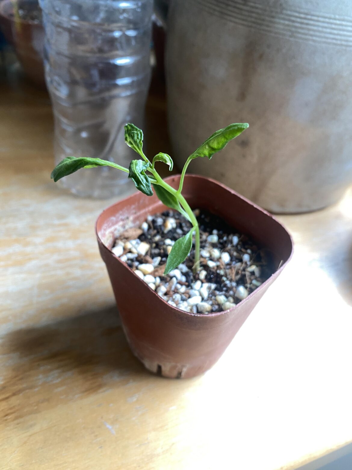 Why is my fish pepper growing crumpled