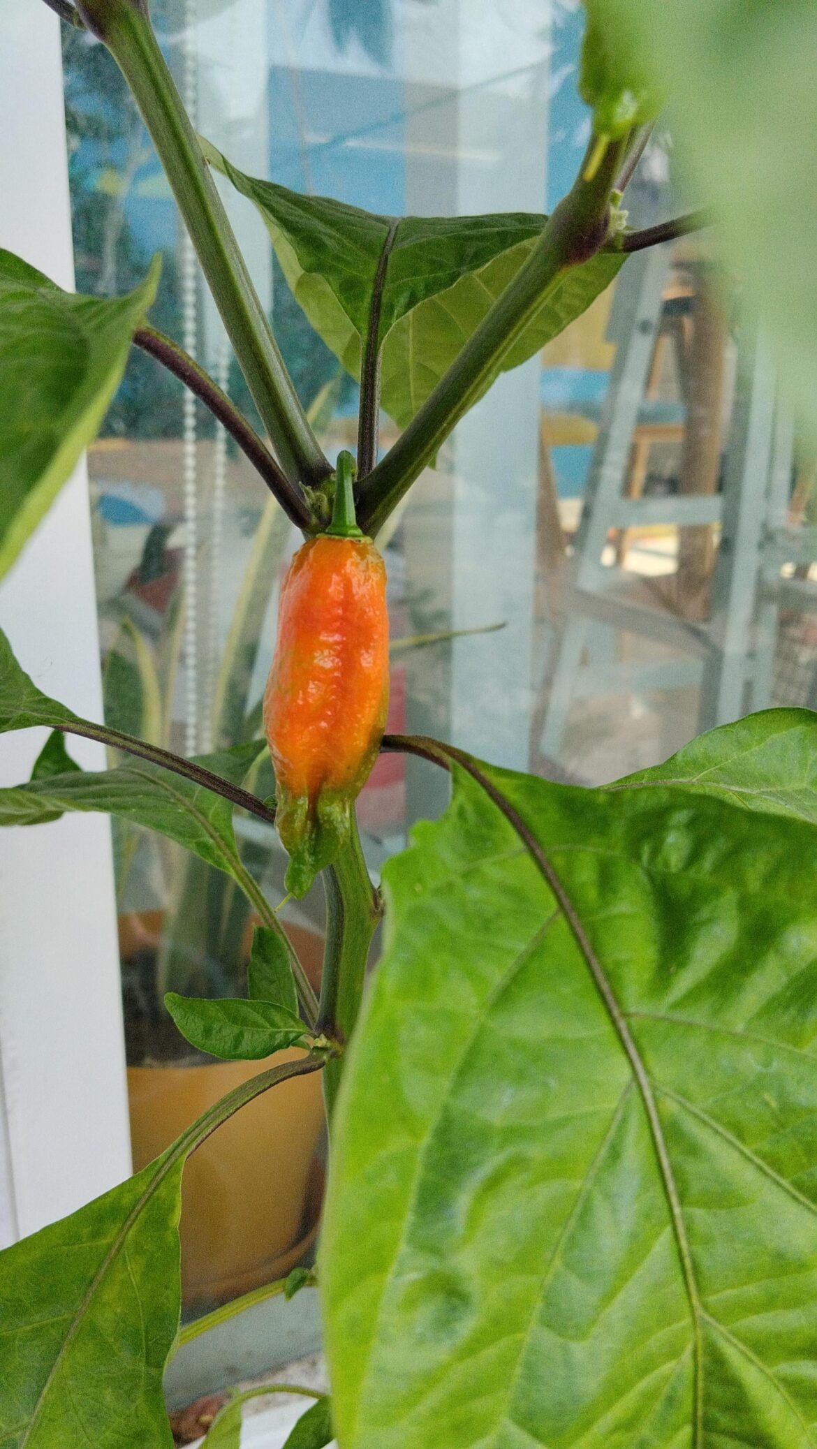 I bought Carolina reaper seedlings. I have no idea what this is.